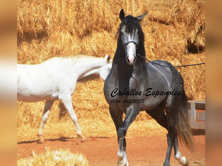 PRE Mix Hengst 3 Jahre 156 cm Rappschimmel in Vejer de la Frontera