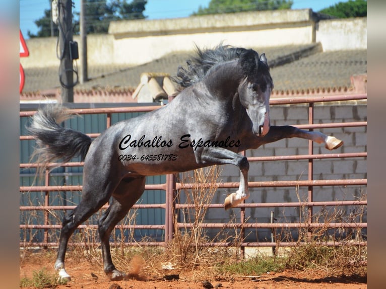 PRE Mix Hengst 3 Jahre 156 cm Rappschimmel in Vejer de la Frontera