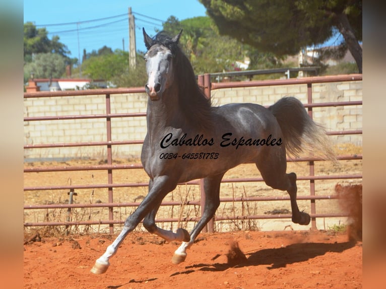 PRE Mix Hengst 3 Jahre 156 cm Rappschimmel in Vejer de la Frontera