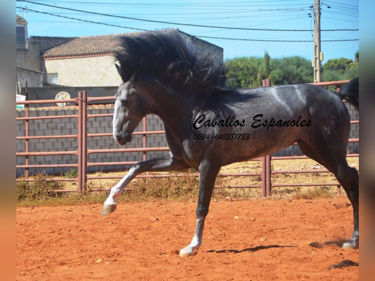 PRE Mix Hengst 3 Jahre 156 cm Rappschimmel in Vejer de la Frontera