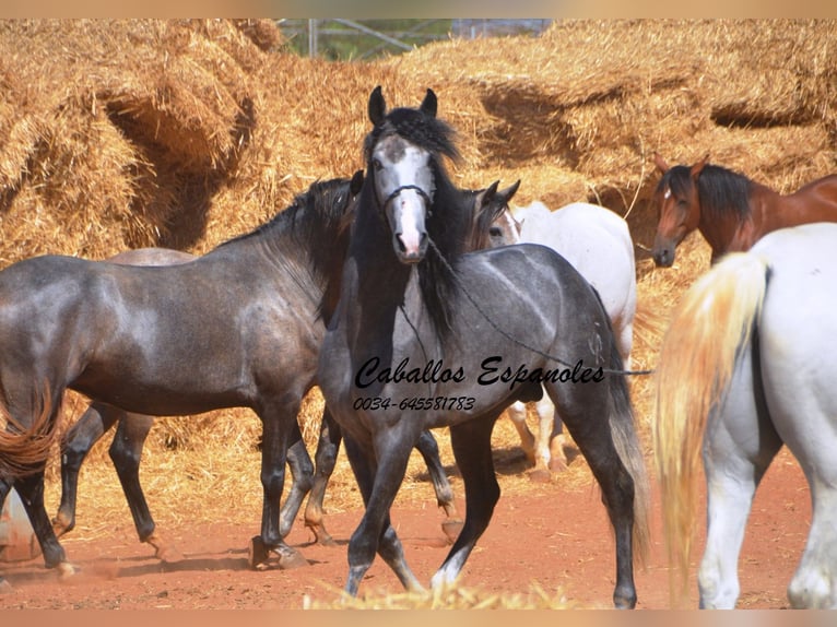 PRE Mix Hengst 3 Jahre 156 cm Rappschimmel in Vejer de la Frontera