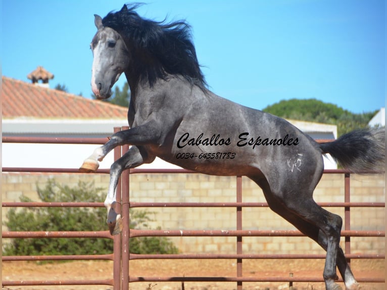 PRE Mix Hengst 3 Jahre 156 cm Rappschimmel in Vejer de la Frontera