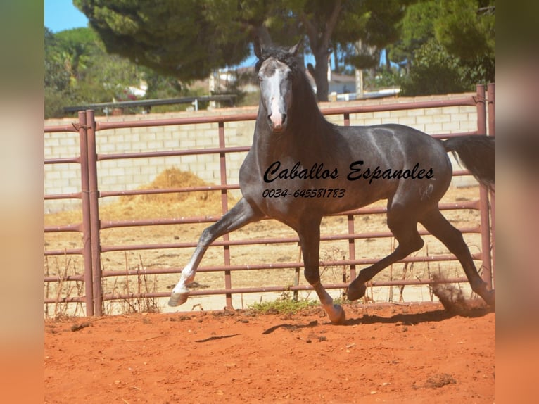 PRE Mix Hengst 3 Jahre 156 cm Rappschimmel in Vejer de la Frontera