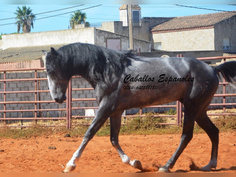PRE Mix Hengst 3 Jahre 156 cm Rappschimmel in Vejer de la Frontera