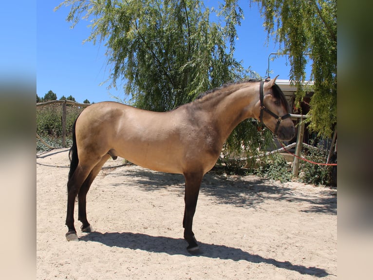 PRE Hengst 3 Jahre 157 cm Falbe in Vejer de la Frontera