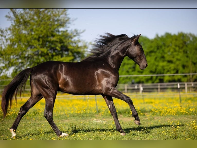 PRE Mix Hengst 3 Jahre 157 cm Rappe in Edling