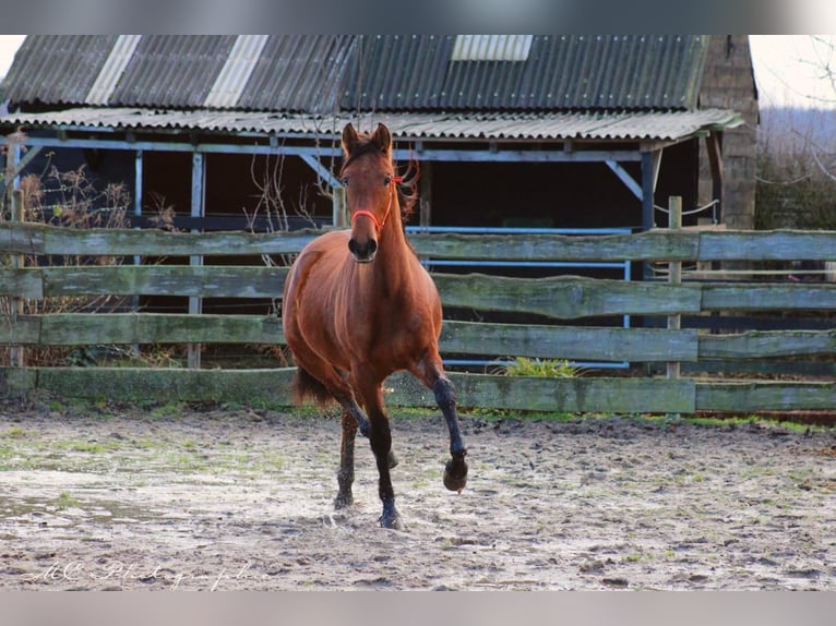 PRE Mix Hengst 3 Jahre 158 cm Brauner in Polenz