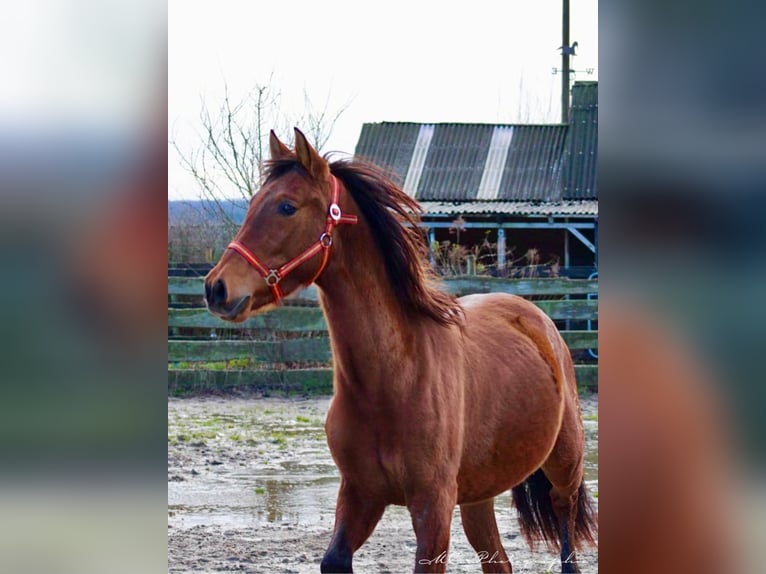 PRE Mix Hengst 3 Jahre 158 cm Brauner in Polenz