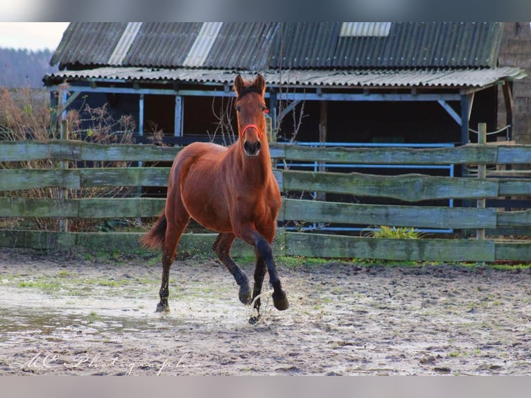 PRE Mix Hengst 3 Jahre 158 cm Brauner in Polenz