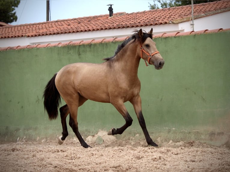 PRE Hengst 3 Jahre 158 cm Buckskin in Valencia