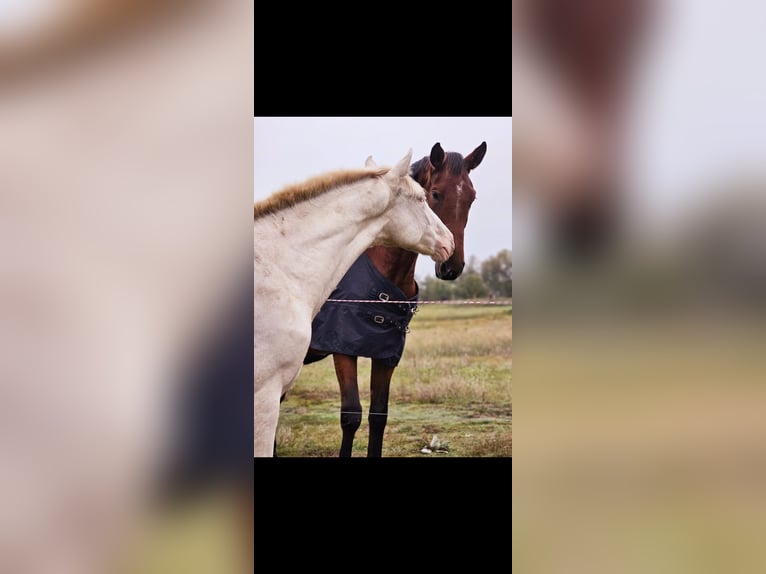 PRE Mix Hengst 3 Jahre 158 cm Cremello in Thyrow