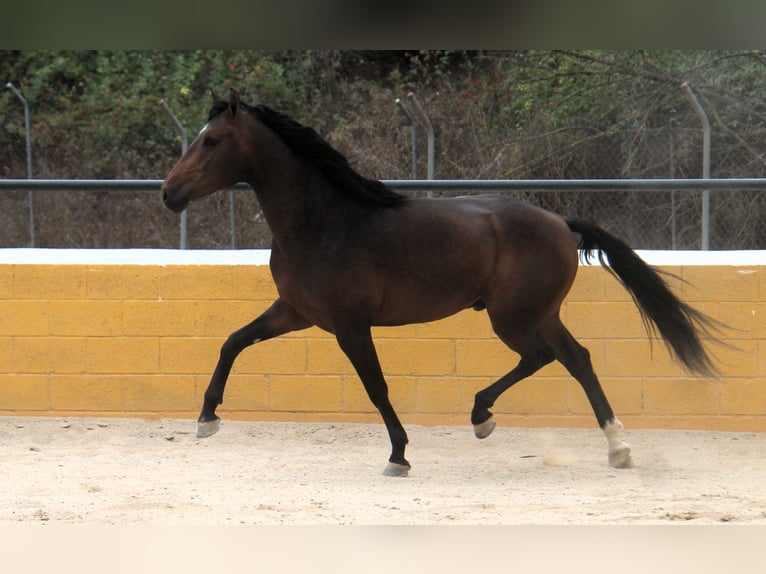 PRE Mix Hengst 3 Jahre 158 cm Dunkelbrauner in Hamburg