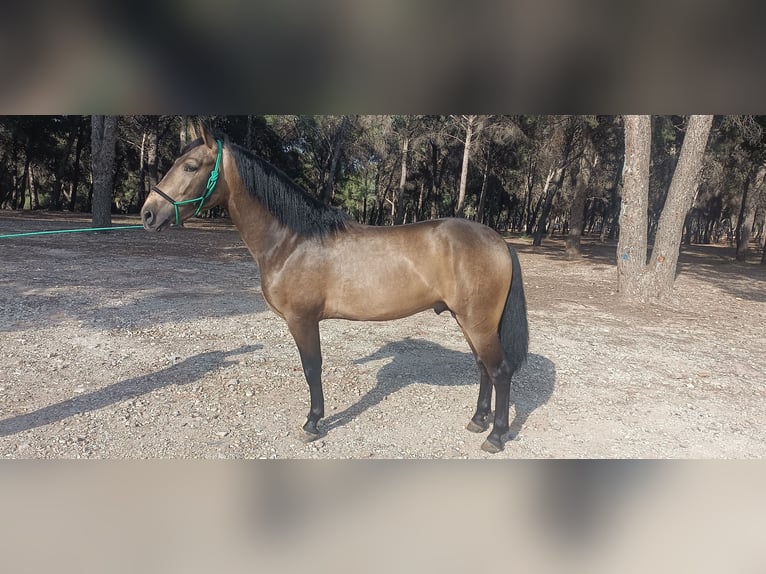 PRE Hengst 3 Jahre 158 cm Falbe in Torremolinos