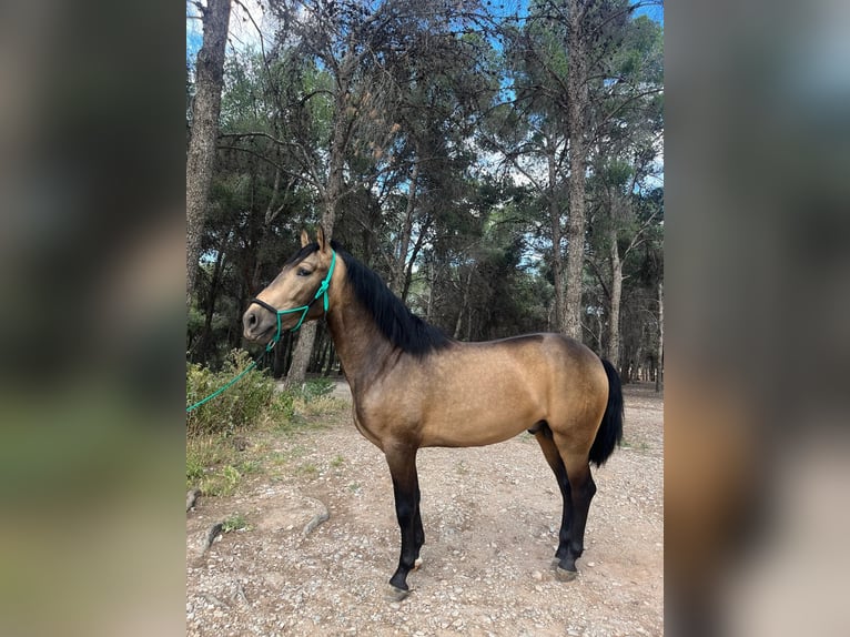 PRE Hengst 3 Jahre 158 cm Falbe in Torremolinos
