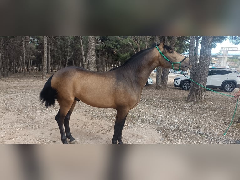 PRE Hengst 3 Jahre 158 cm Falbe in Torremolinos
