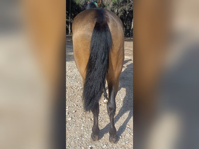 PRE Hengst 3 Jahre 158 cm Falbe in Torremolinos