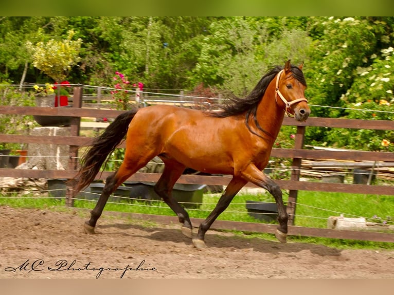 PRE Mix Hengst 3 Jahre 158 cm Hellbrauner in Polenz