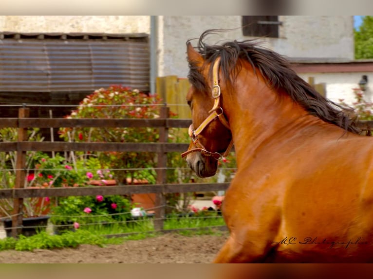 PRE Mix Hengst 3 Jahre 158 cm Hellbrauner in Polenz