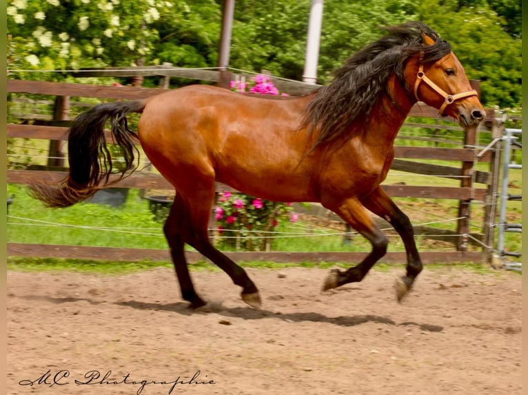 PRE Mix Hengst 3 Jahre 158 cm Hellbrauner in Polenz