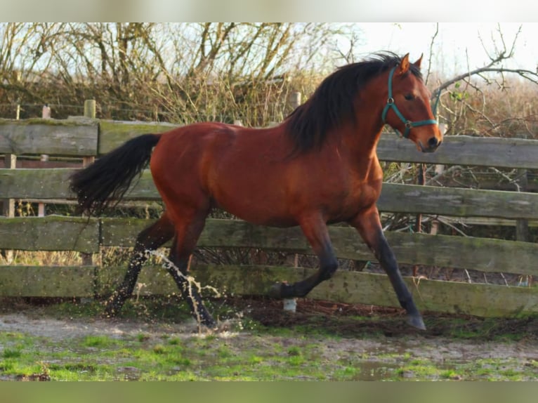 PRE Mix Hengst 3 Jahre 158 cm Hellbrauner in Polenz