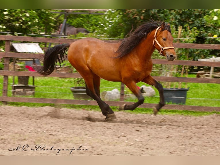 PRE Mix Hengst 3 Jahre 158 cm Hellbrauner in Polenz