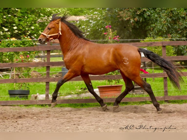 PRE Mix Hengst 3 Jahre 158 cm Hellbrauner in Polenz