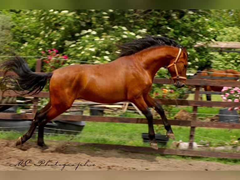 PRE Mix Hengst 3 Jahre 158 cm Hellbrauner in Polenz