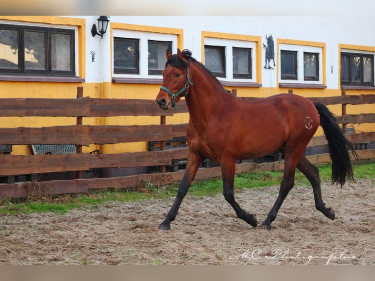 PRE Mix Hengst 3 Jahre 158 cm Hellbrauner in Polenz