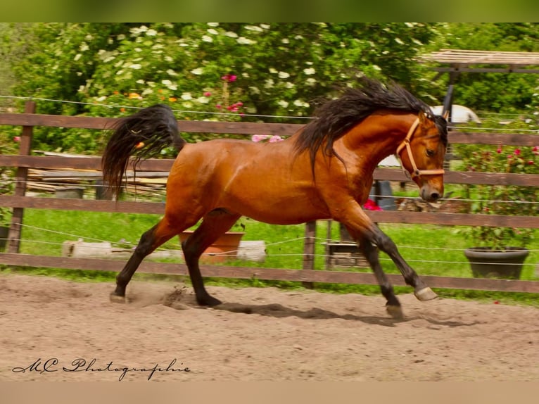 PRE Mix Hengst 3 Jahre 158 cm Hellbrauner in Polenz