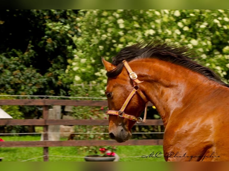 PRE Mix Hengst 3 Jahre 158 cm Hellbrauner in Polenz