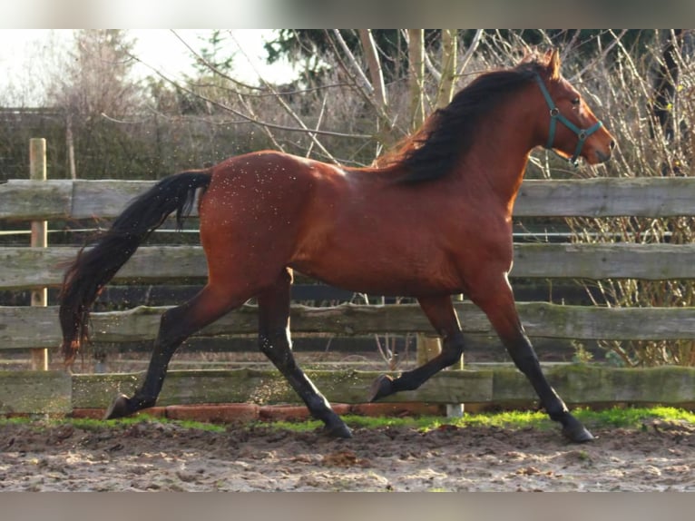 PRE Mix Hengst 3 Jahre 158 cm Hellbrauner in Polenz