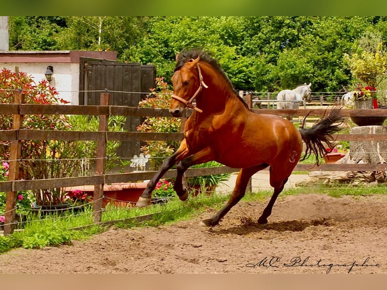 PRE Mix Hengst 3 Jahre 158 cm Hellbrauner in Polenz