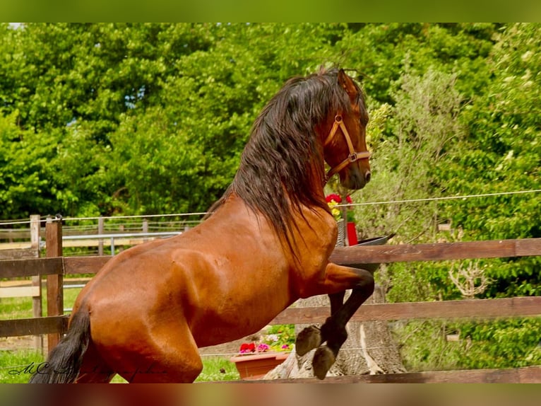 PRE Mix Hengst 3 Jahre 158 cm Hellbrauner in Polenz