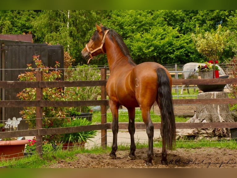 PRE Mix Hengst 3 Jahre 158 cm Hellbrauner in Polenz