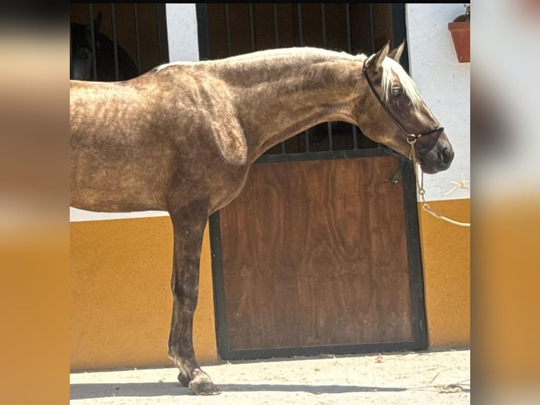 PRE Mix Hengst 3 Jahre 158 cm Palomino in Neu-Anspach