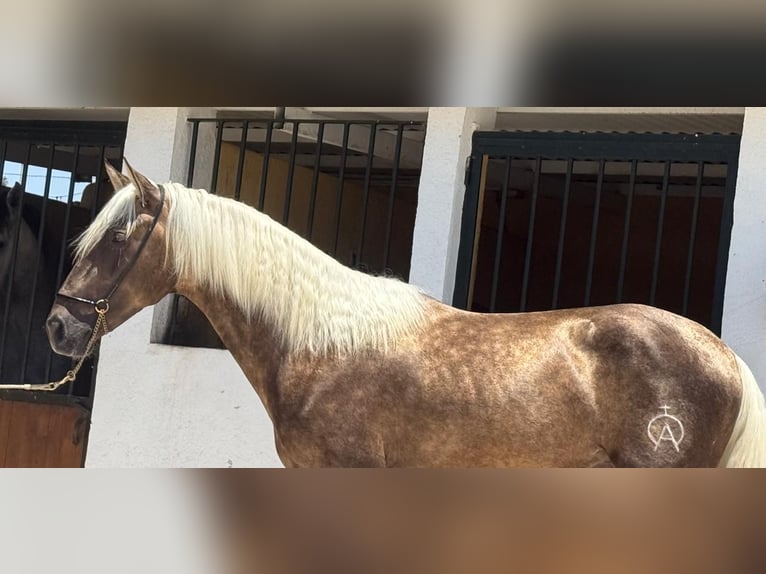 PRE Mix Hengst 3 Jahre 158 cm Palomino in Neu-Anspach