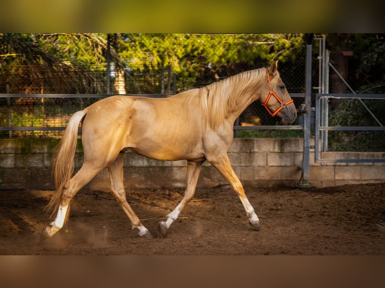 PRE Mix Hengst 3 Jahre 158 cm Palomino in Valencia