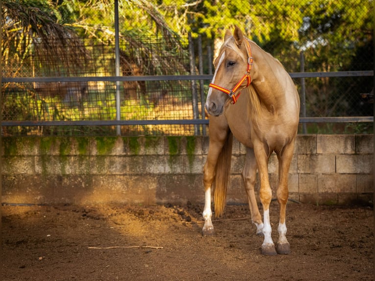 PRE Mix Hengst 3 Jahre 158 cm Palomino in Valencia