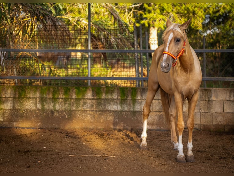 PRE Mix Hengst 3 Jahre 158 cm Palomino in Valencia