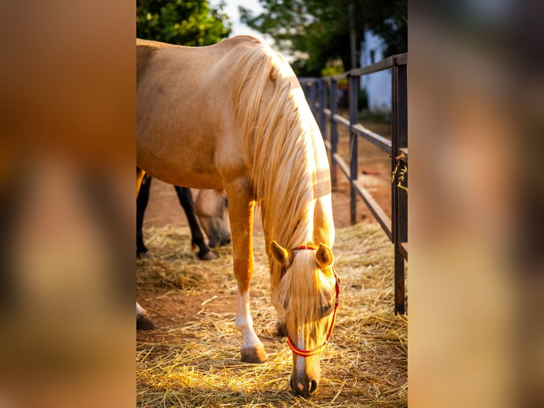 PRE Mix Hengst 3 Jahre 158 cm Palomino in Valencia