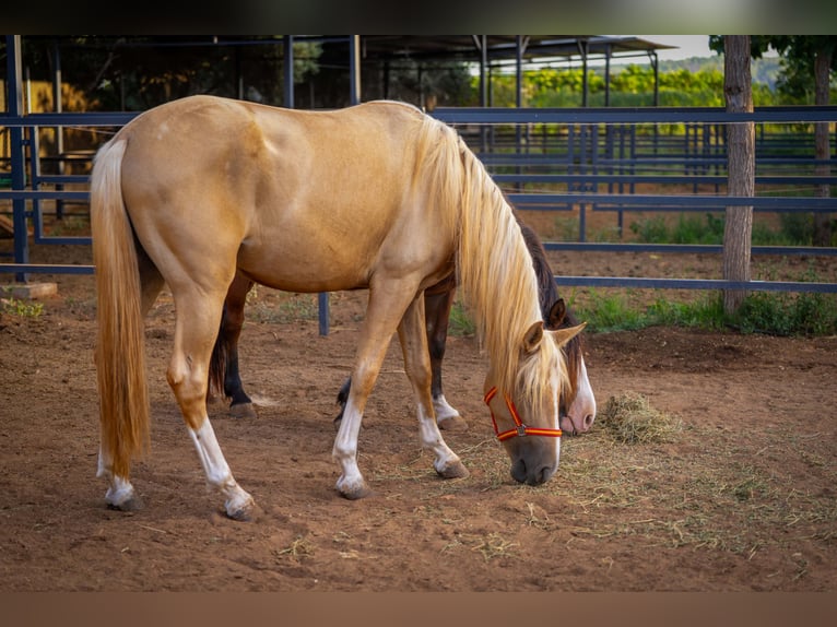 PRE Mix Hengst 3 Jahre 158 cm Palomino in Valencia