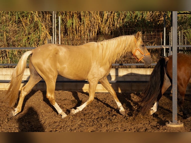 PRE Mix Hengst 3 Jahre 158 cm Palomino in Valencia