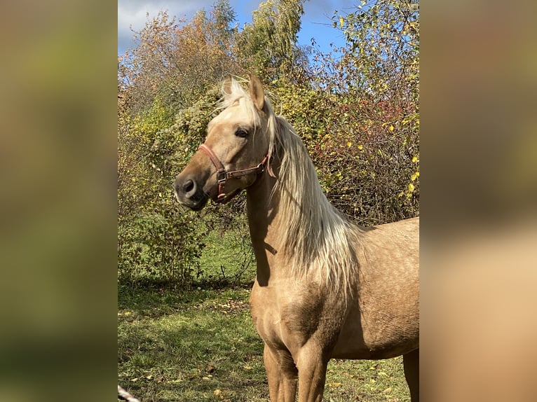 PRE Mix Hengst 3 Jahre 158 cm Palomino in Gottfrieding