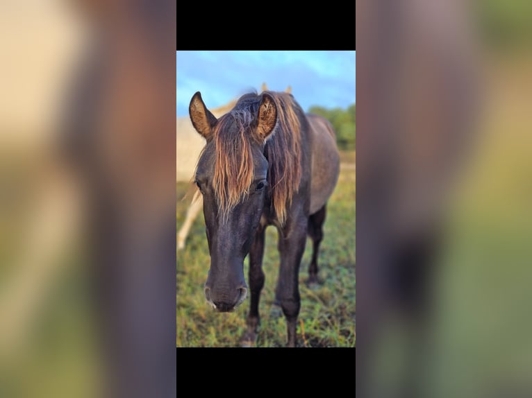 PRE Mix Hengst 3 Jahre 158 cm Rappe in Thyrow