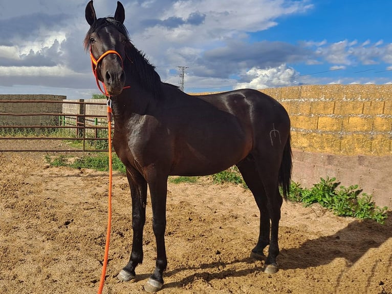 PRE Mix Hengst 3 Jahre 158 cm Rappe in Cacéres