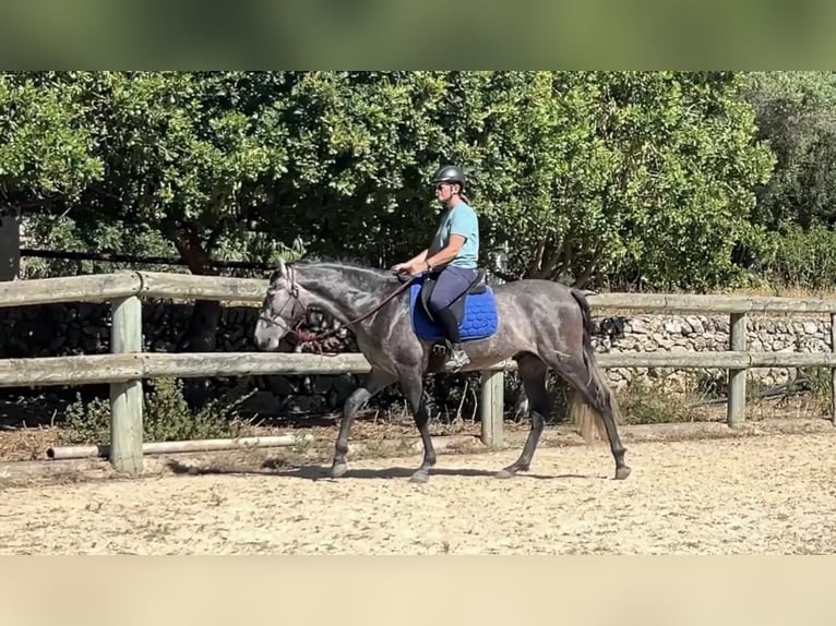 PRE Hengst 3 Jahre 158 cm Schimmel in Alaior