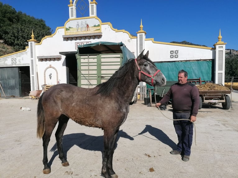 PRE Mix Hengst 3 Jahre 158 cm Schimmel in Pilas