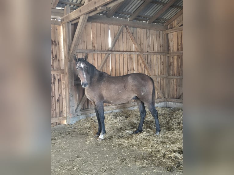 PRE Mix Hengst 3 Jahre 159 cm Braunfalbschimmel in Gefrees