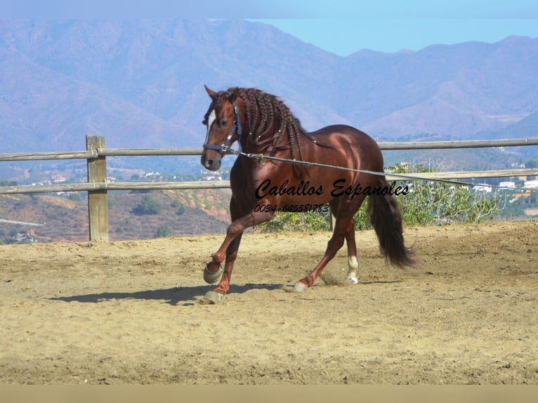 PRE Hengst 3 Jahre 159 cm Fuchs in Vejer de la Frontera