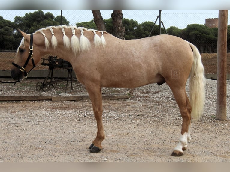 PRE Mix Hengst 3 Jahre 159 cm Palomino in Hamburg